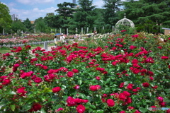 鶴舞公園の薔薇 2023 ③