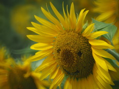 愛知牧場の向日葵５