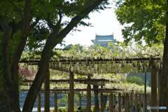 白藤の輝き ④