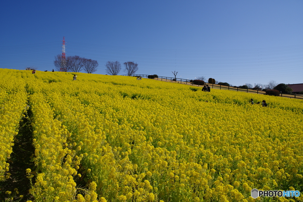 愛知牧場の春１ ～ 黄色の絨毯