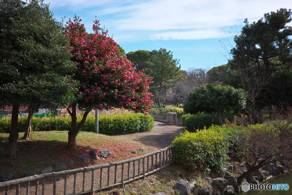 名城公園 山茶花 ④