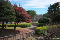 名城公園 山茶花 ④