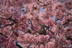 ヒヨドリと大寒桜 ②
