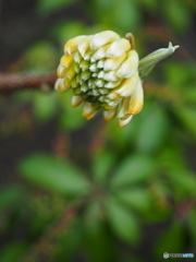 春の庭園２ ～ 大輪ミツマタ