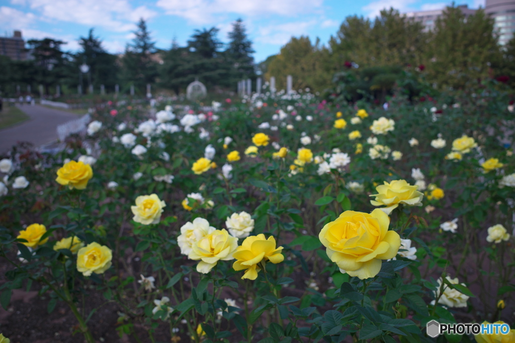 秋晴れの薔薇園 ⑥