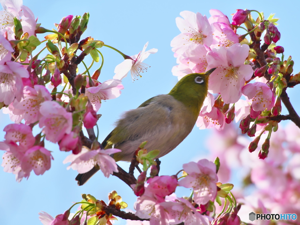 大寒桜１
