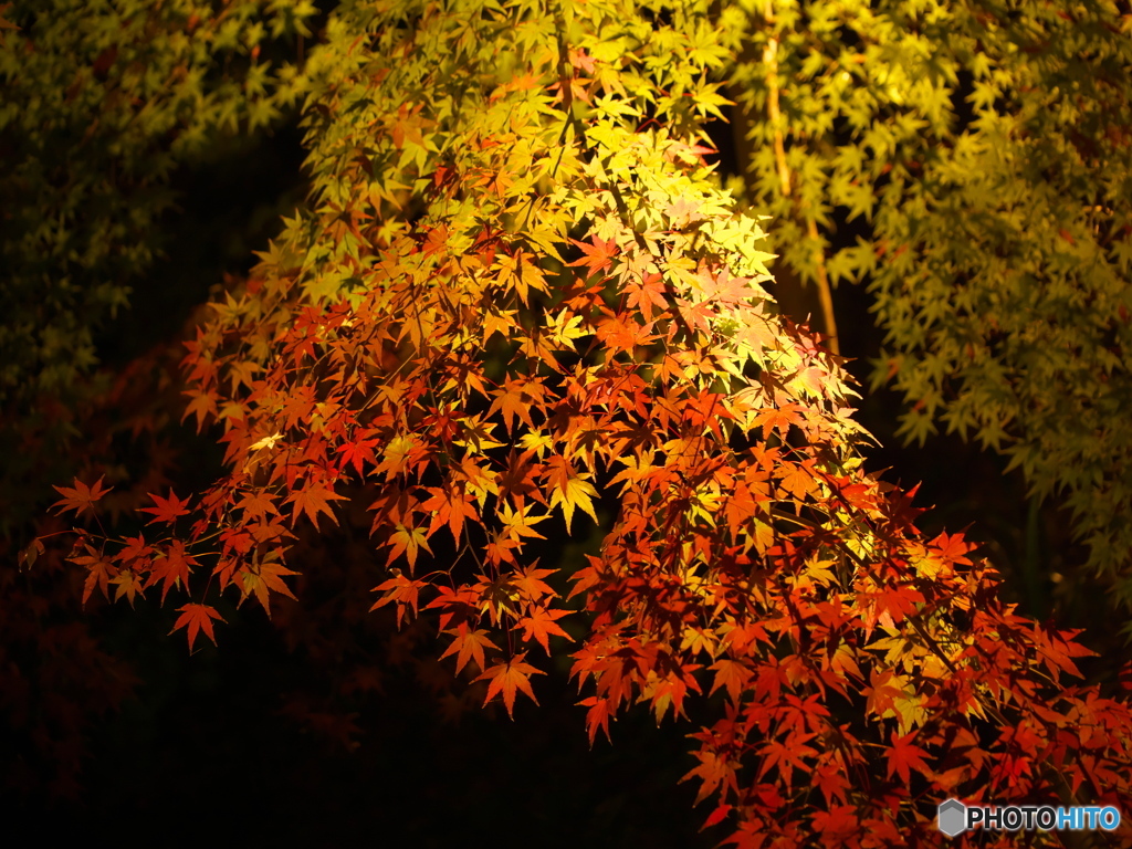 徳川園 紅葉ライトアップ ④