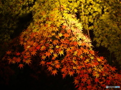 徳川園 紅葉ライトアップ ④