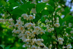 光あふれる庭 ⑥