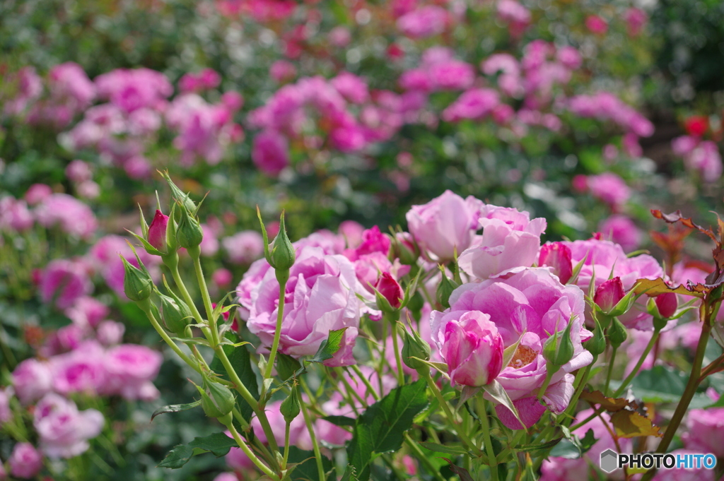 鶴舞公園の薔薇⑦