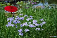 和傘と花菖蒲 ②