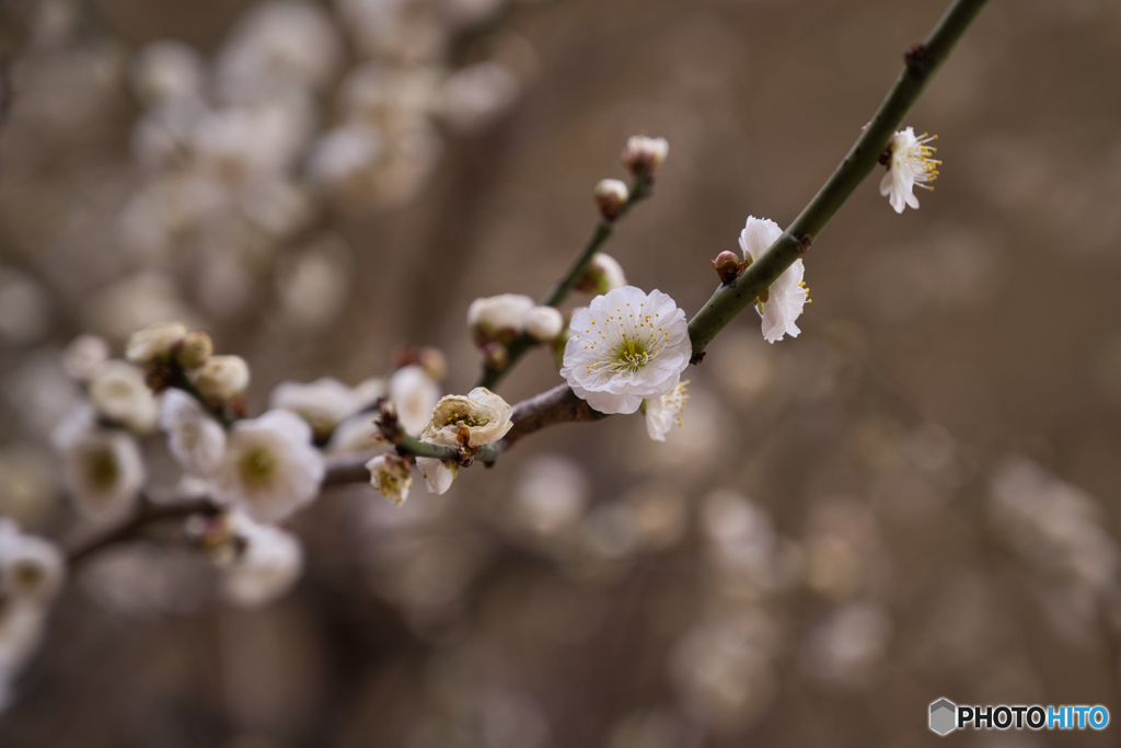 名城公園 梅まつり ③