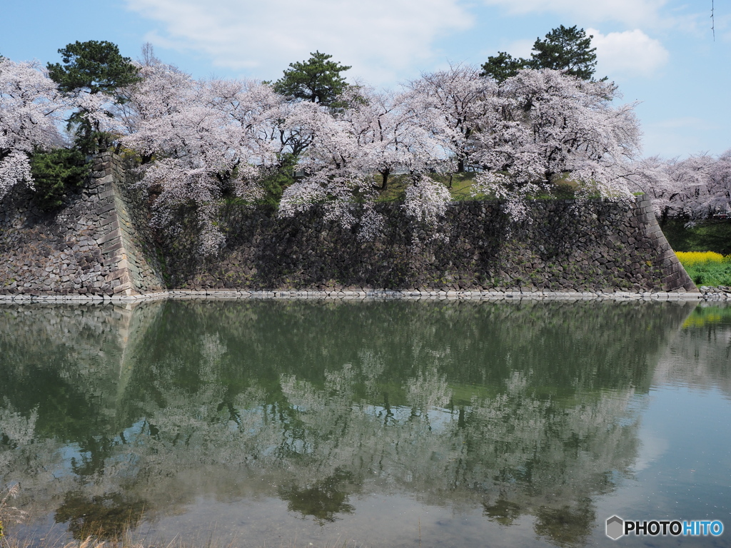 名古屋城の桜２