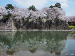 名古屋城の桜２