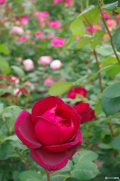 鶴舞公園の薔薇①