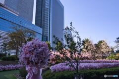 屋上庭園の桜 ②