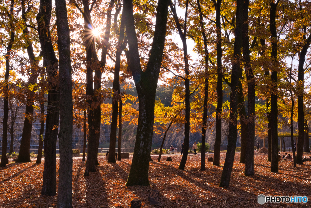 午後の公園散歩