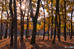 午後の公園散歩