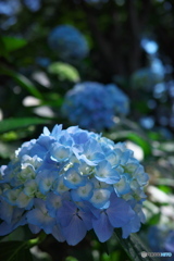 紫陽花の散歩道 ③