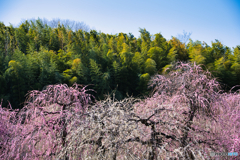 枝垂れ梅 満開 ⑦