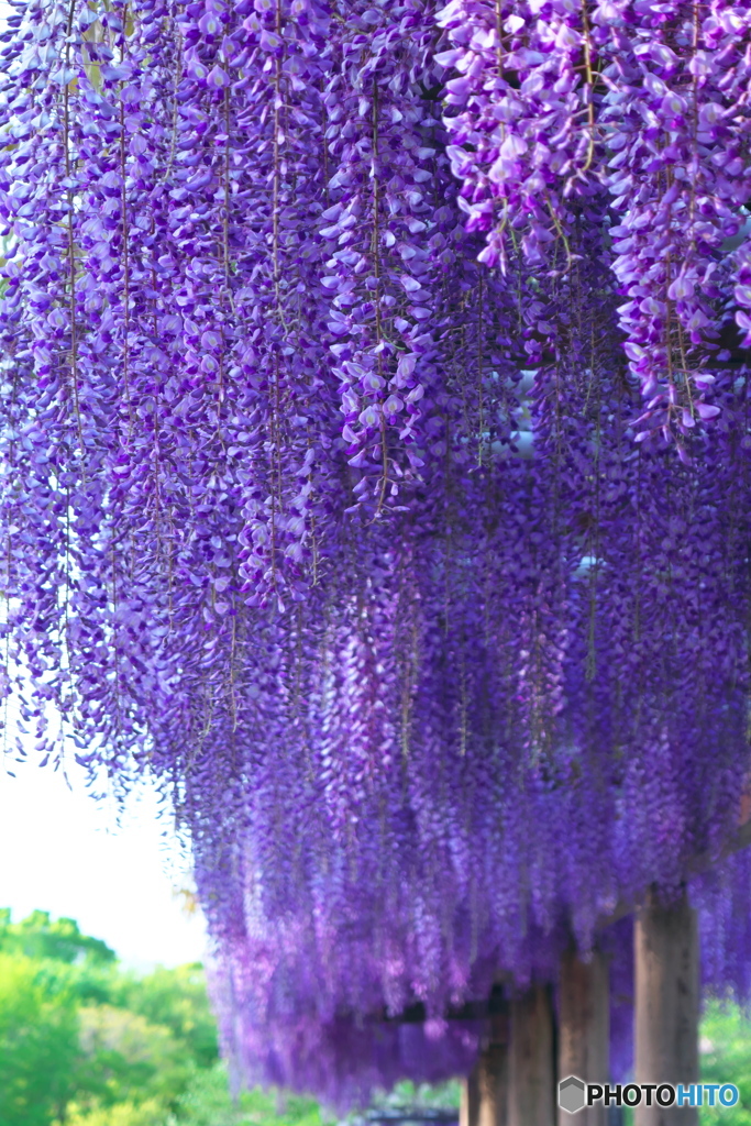 藤の回廊 2021 ②