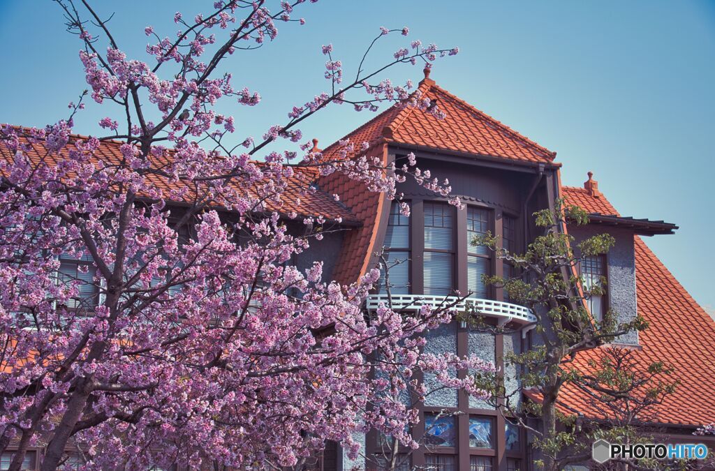 大寒桜の並木道 ③
