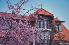大寒桜の並木道 ③