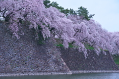 花見散歩 名古屋城 ③