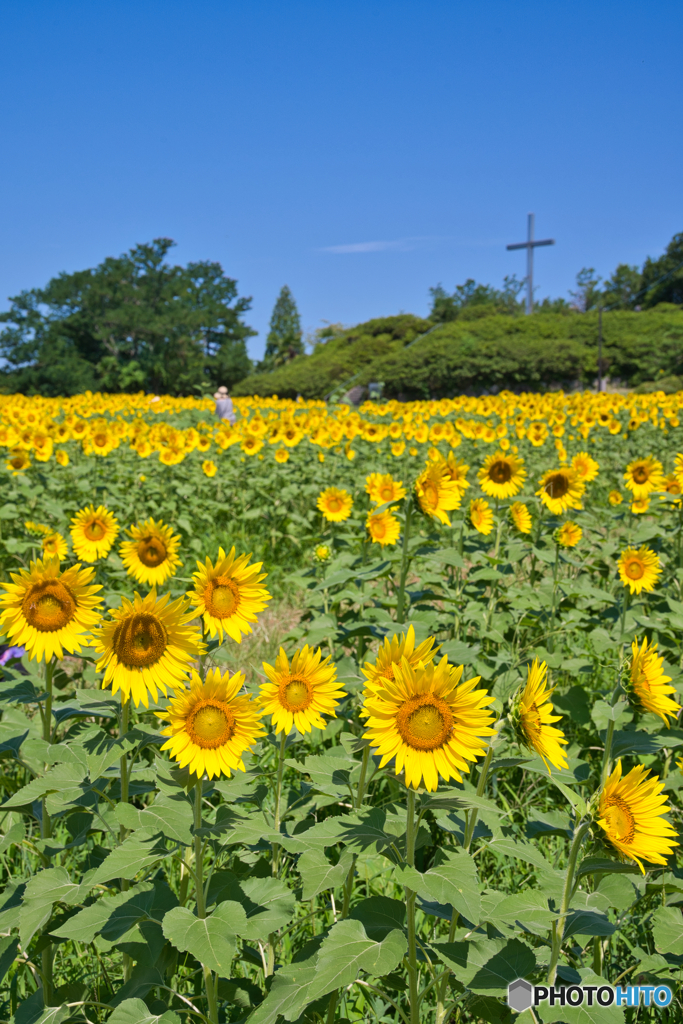 愛知牧場の夏 ⑤