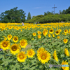 愛知牧場の夏 ⑤