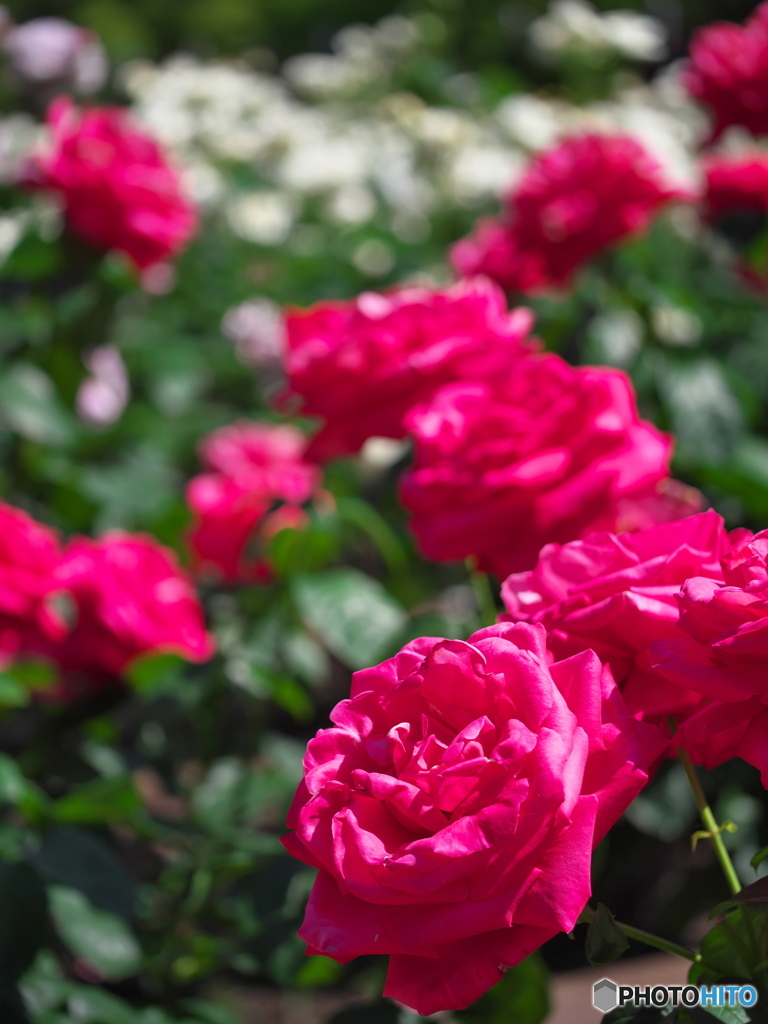 鶴舞公園の薔薇 ⑨