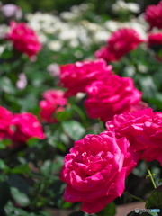 鶴舞公園の薔薇 ⑨