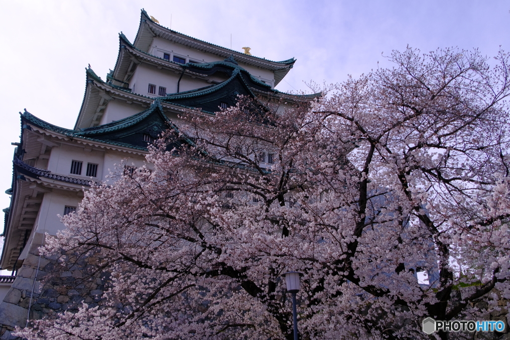 桜 × 名古屋城 　天守と桜 ②