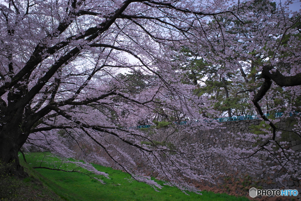 名古屋城 桜散策４
