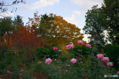 秋の名城公園１　紅葉と秋薔薇