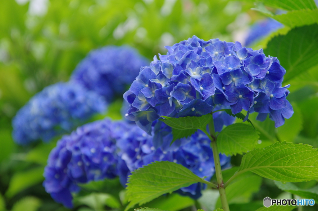雨上がりの紫陽花②