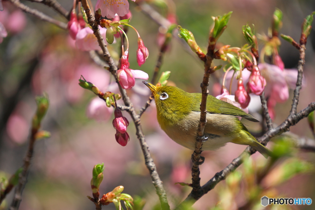 大寒桜にメジロ ①
