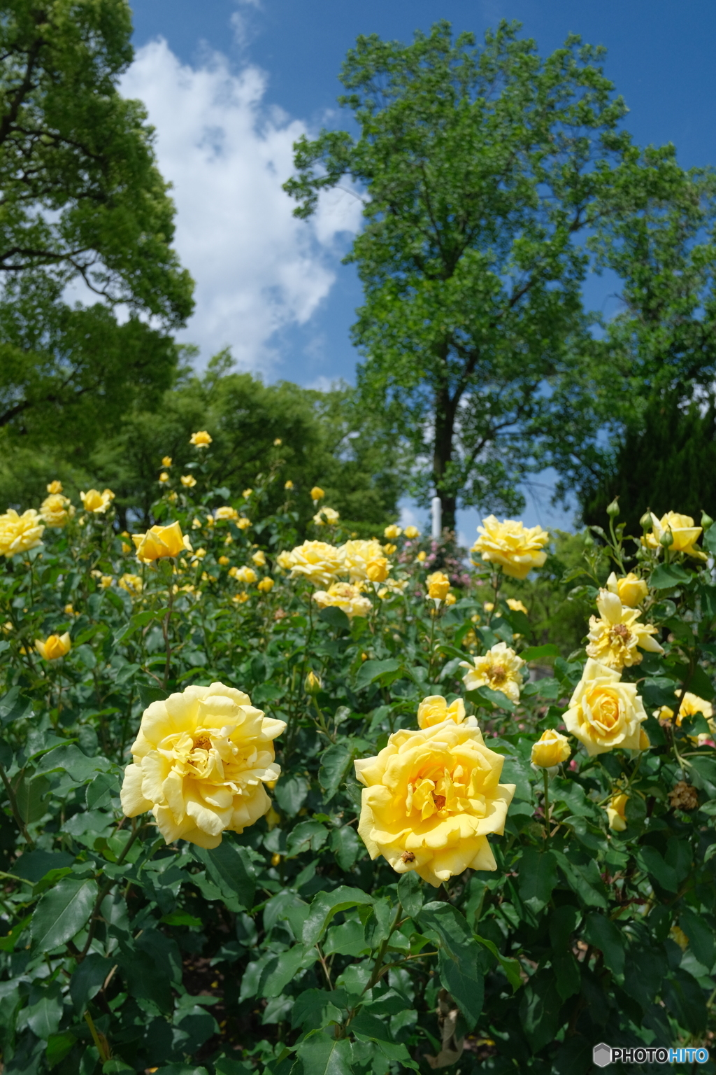 鶴舞公園の薔薇 2023 ⑥