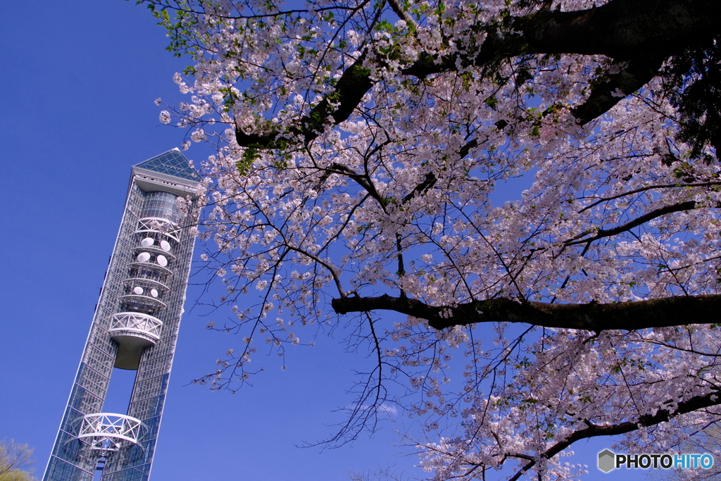 桜 × 東山スカイタワー ②