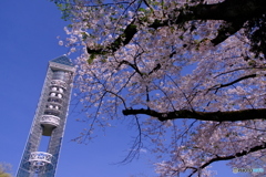 桜 × 東山スカイタワー ②