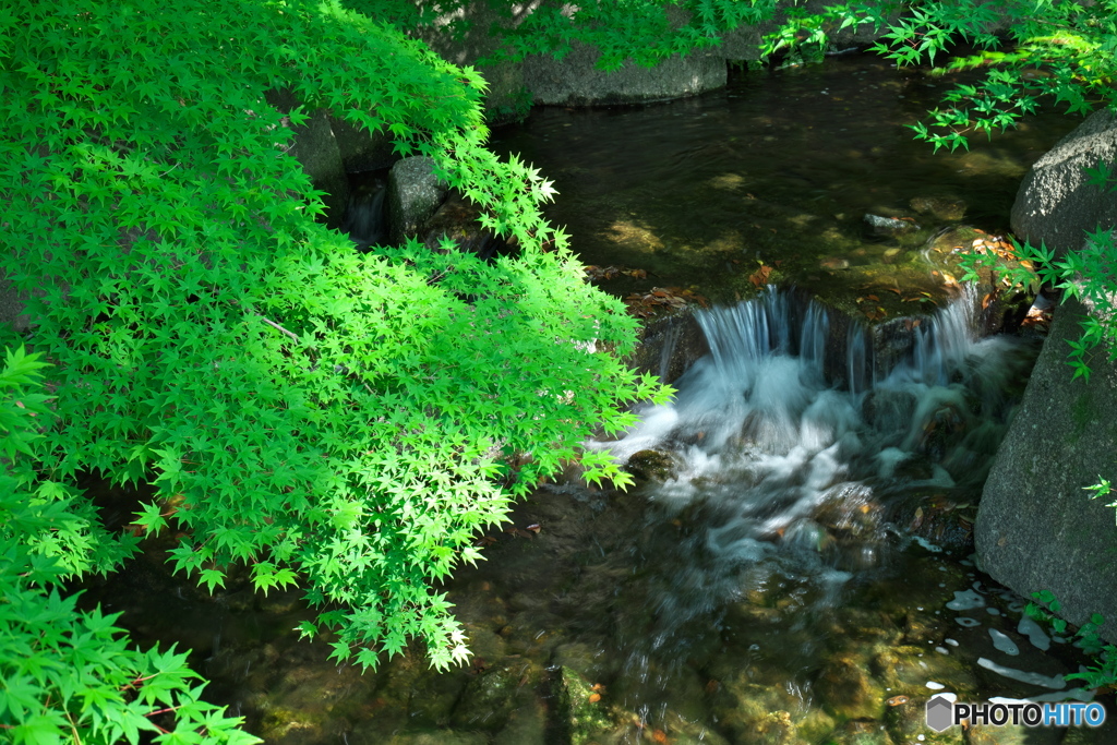 新緑 × 徳川園 ③