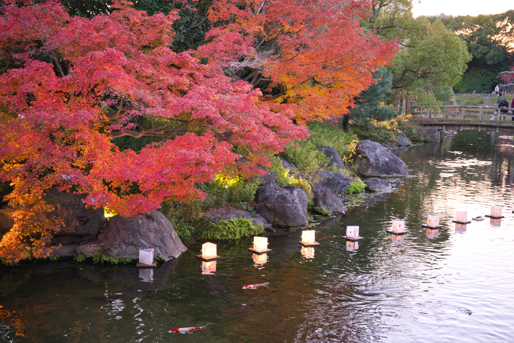 白鳥庭園 散策 ⑥