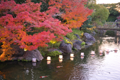 白鳥庭園 散策 ⑥