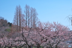 東谷山の春 ④