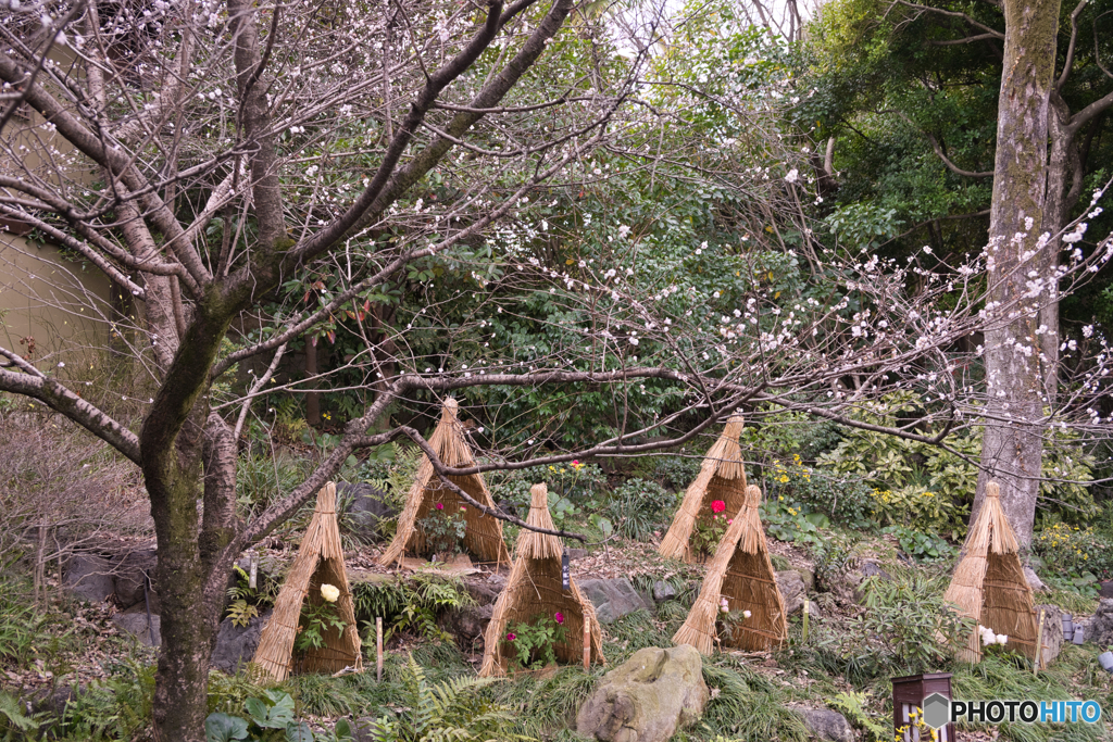 徳川園のお正月 2026 ⑩