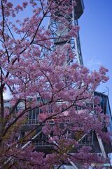 桜とテレビ塔 ②