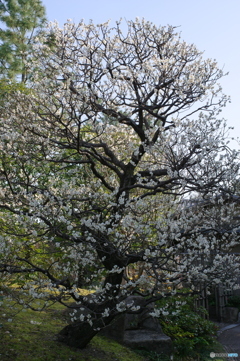 梅園散策 ⑤