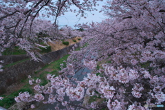 花見散歩 山崎川 ④