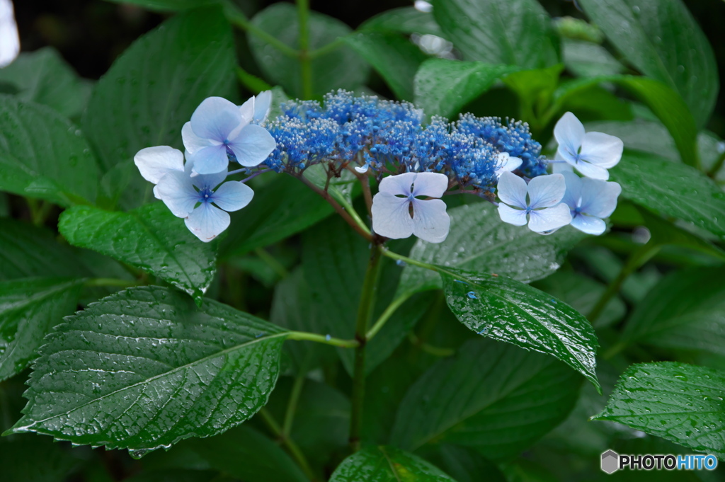 雨の紫陽花 ⑤