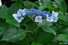 雨の紫陽花 ⑤